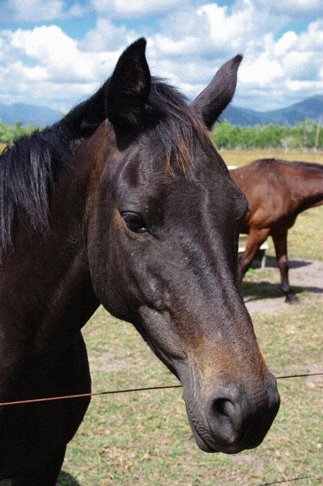Animal domestic mare
