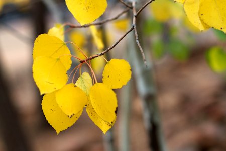 Aspen Colors in my Backyard