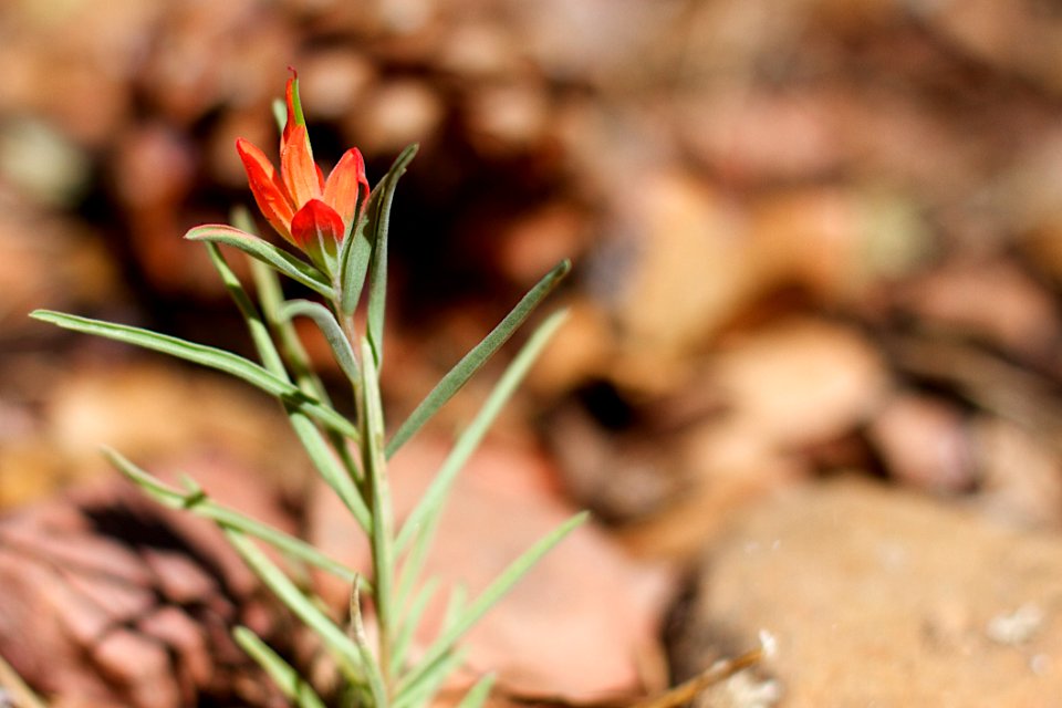 Indian Paintbrush Last Hurrah