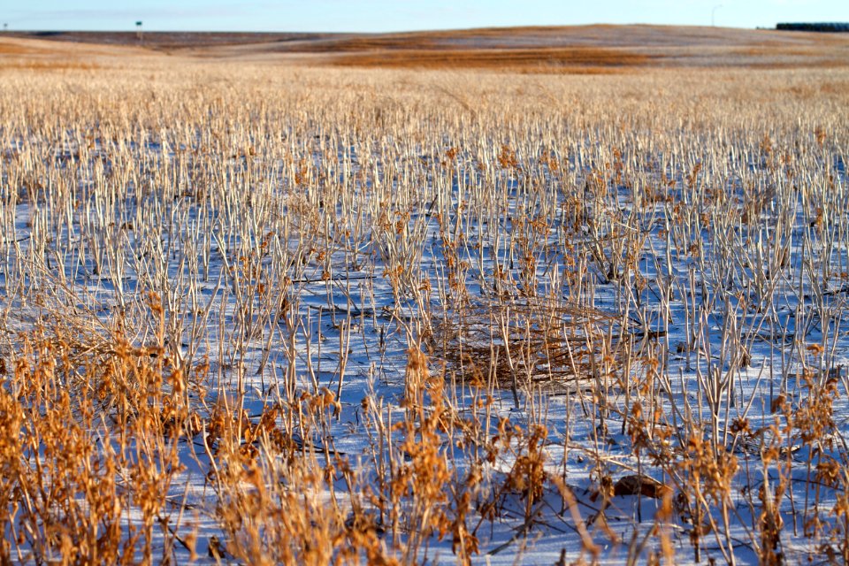 The Quiet Fields