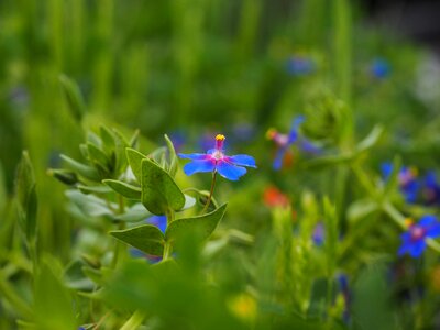 Bloom blue raindrop photo