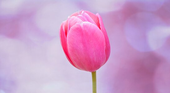 Bloom pink schnittblume