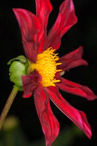 Flower macro dahlia geothermal