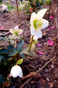 2019-02-16 helleborus