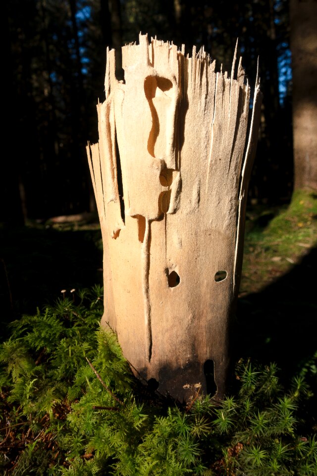Forest moss insect damage