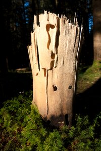 Forest moss insect damage