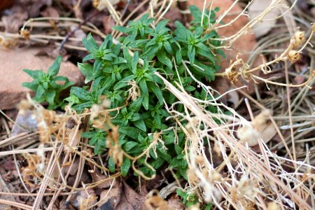 The Snap Dragons are BACK