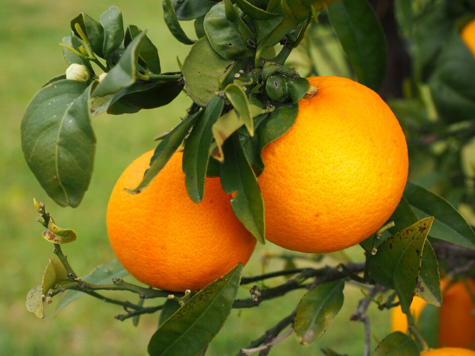 Citrus fruit tree evergreen
