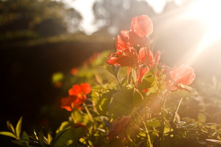 Sunset plant light