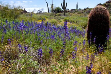 Lupine and Barrel Cactus