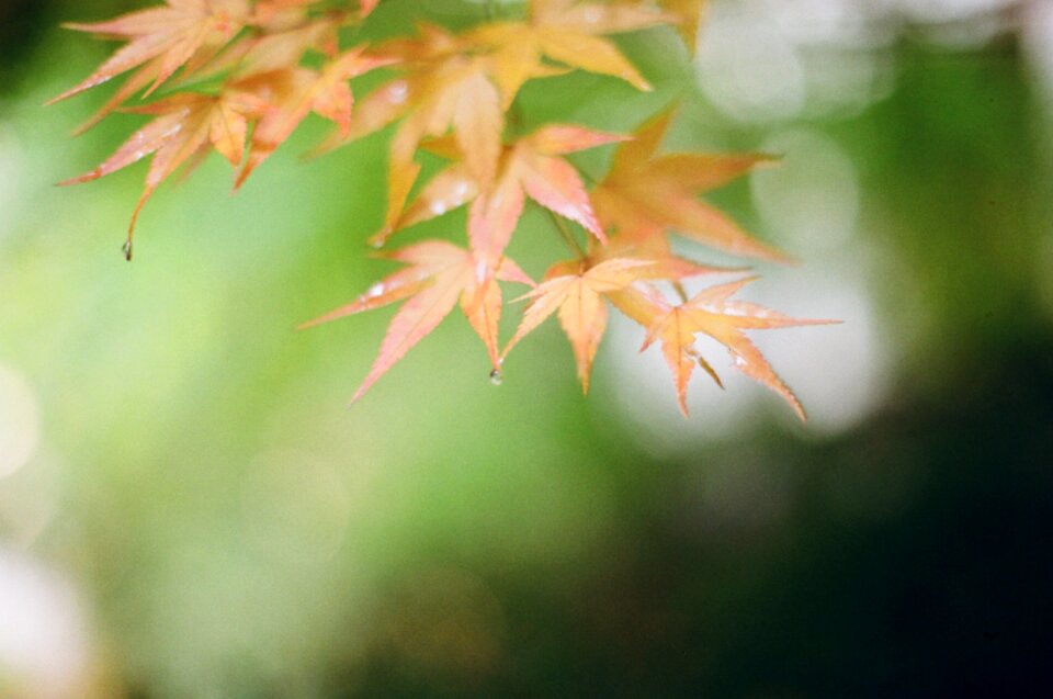 Calendar photo nature