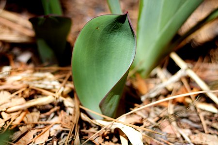 Tulip Bow