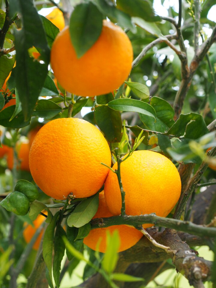 Citrus fruits tree leaves