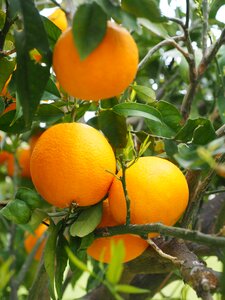 Citrus fruits tree leaves