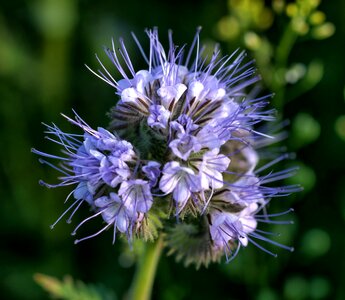 Violet blossom bloom