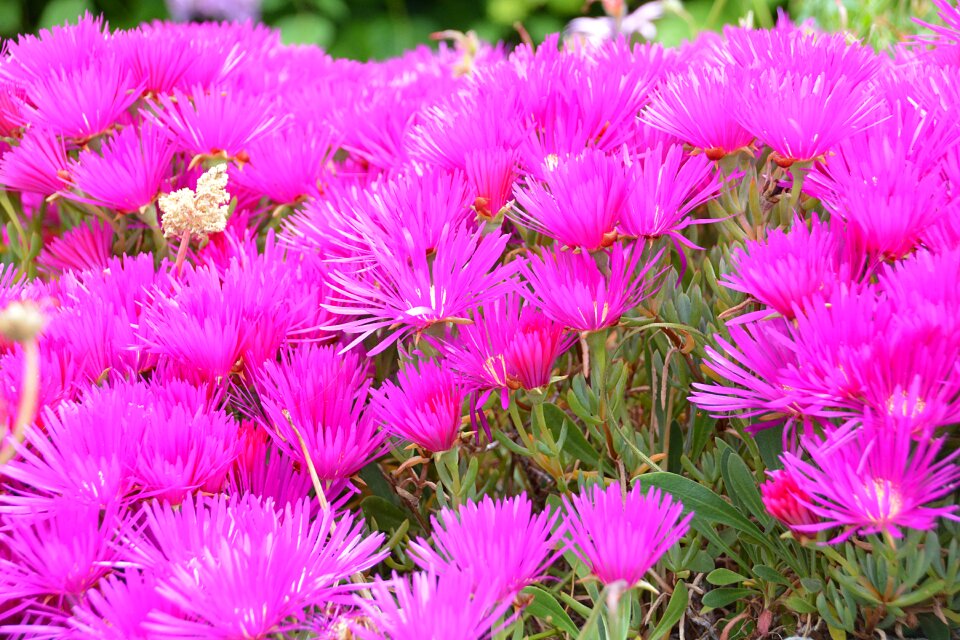 Colors summer flowers garden