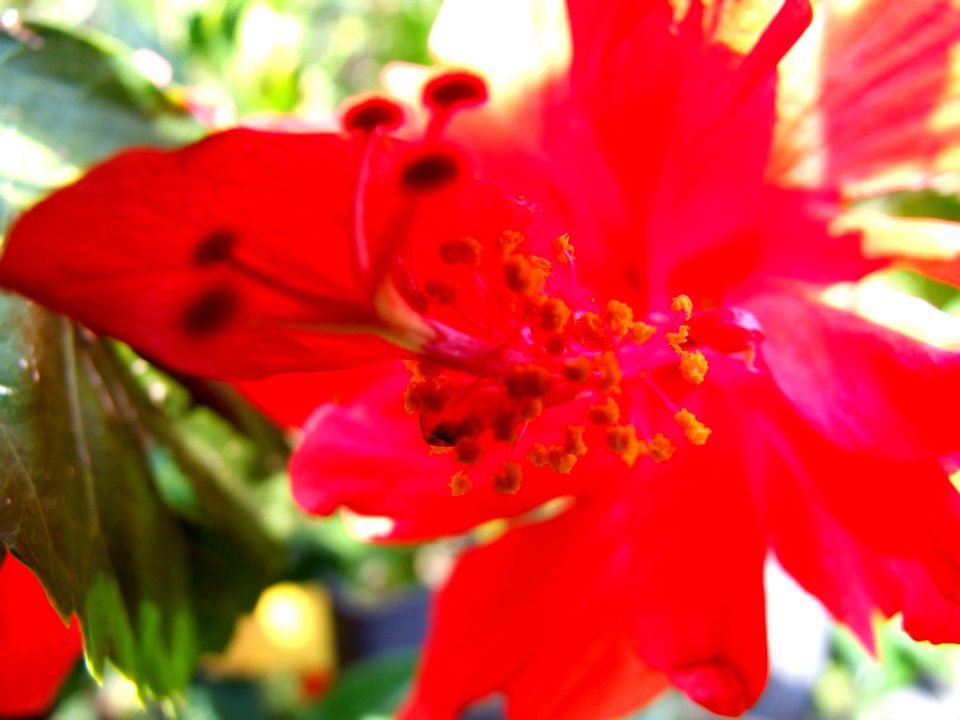 Red Hibiscus Flower-Taormina-Sicilia-Italy - Creative Commons by gnuckx