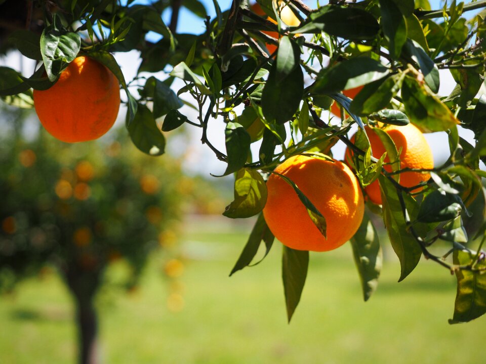 Citrus fruits tree leaves