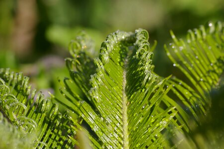 Green tropical foliage