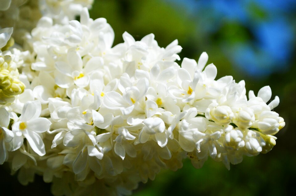 Spring lights white