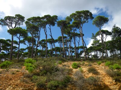 Crown mediterranean nature