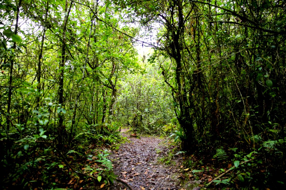 DanielVianna Parque Nacional Rio da Onca Matinhos PR