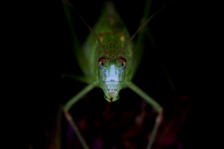 Katydid photo