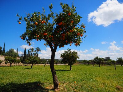 Plantation orangengargen orange baumgarten