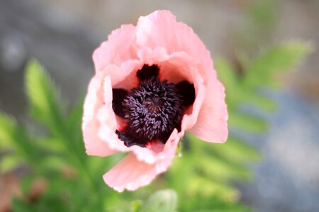 Poppy oriental poppy pink