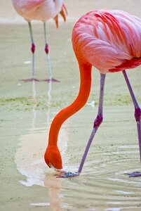 Birds nature the city's new