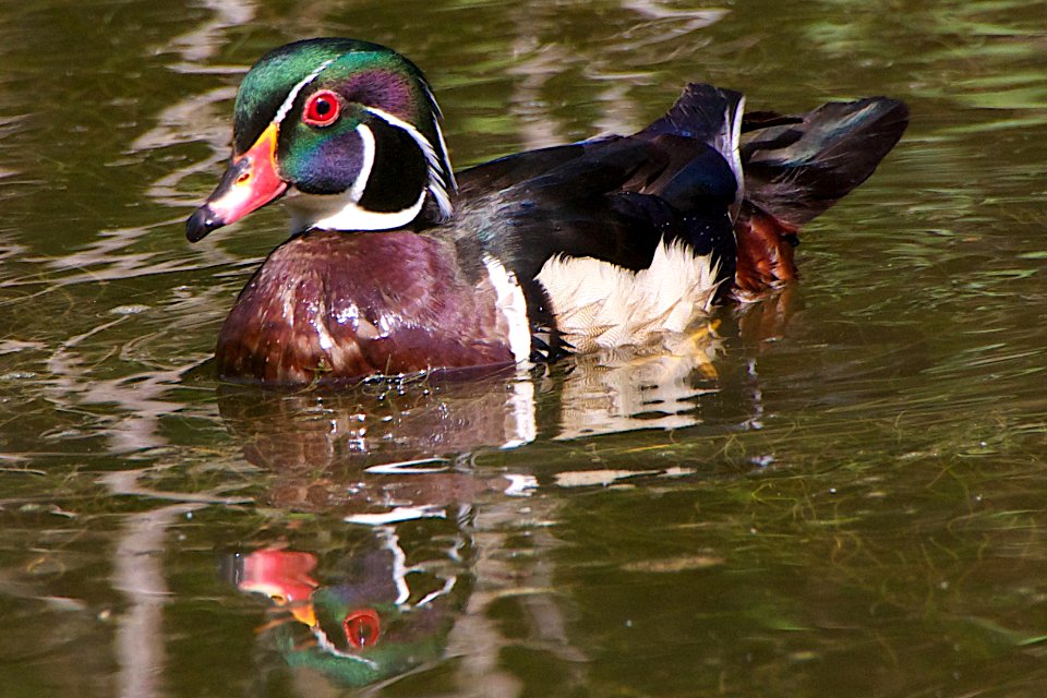 Colorful Wood Duck