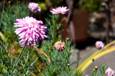 Pink Puffs