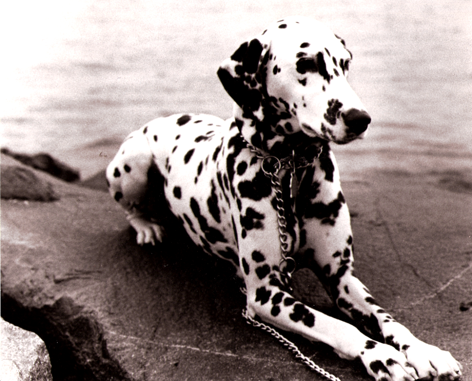 Dominoe on the Beach