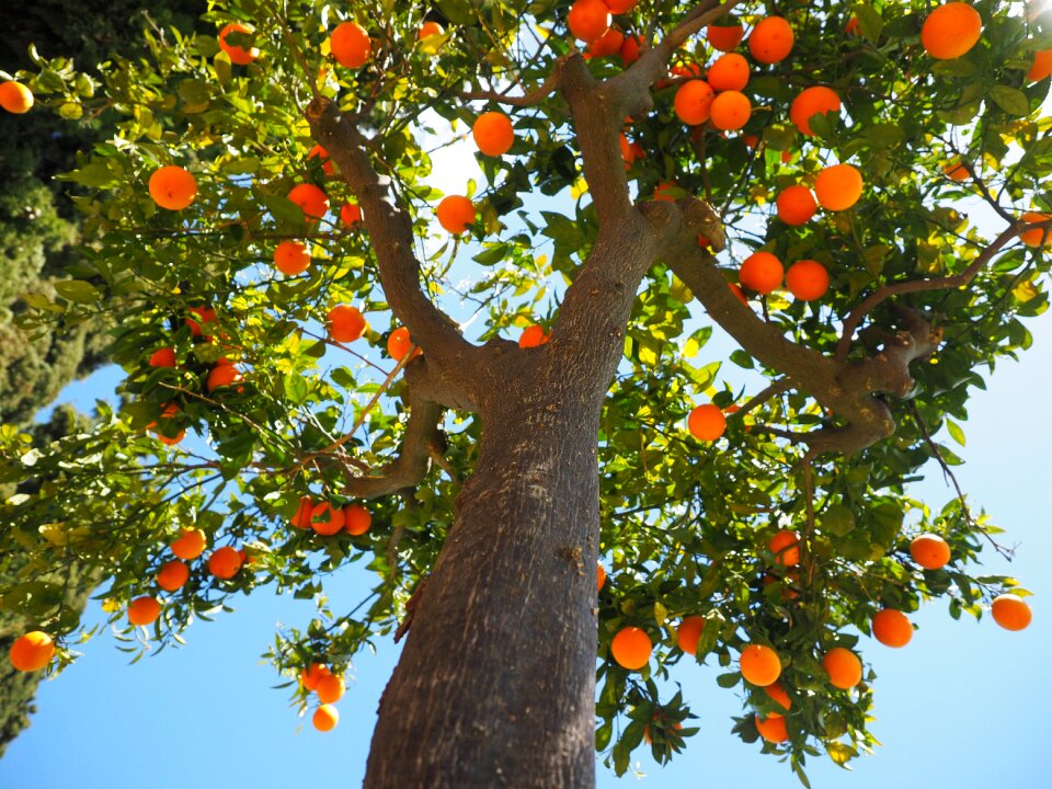 Orange tree trunk fruit orange tree
