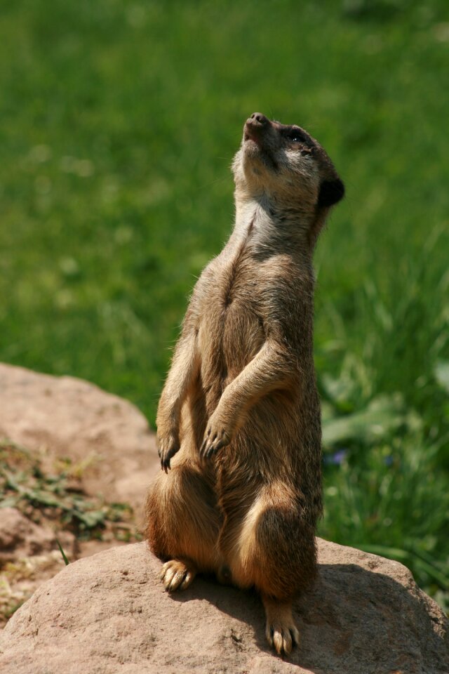 Animal meerkat watchman