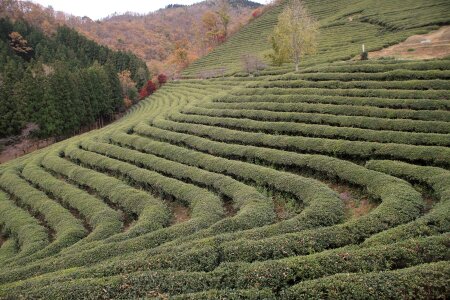 Tea plantation boseong photo