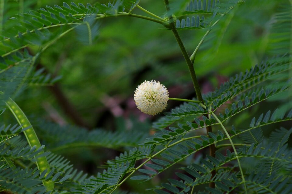 Leaf background spring
