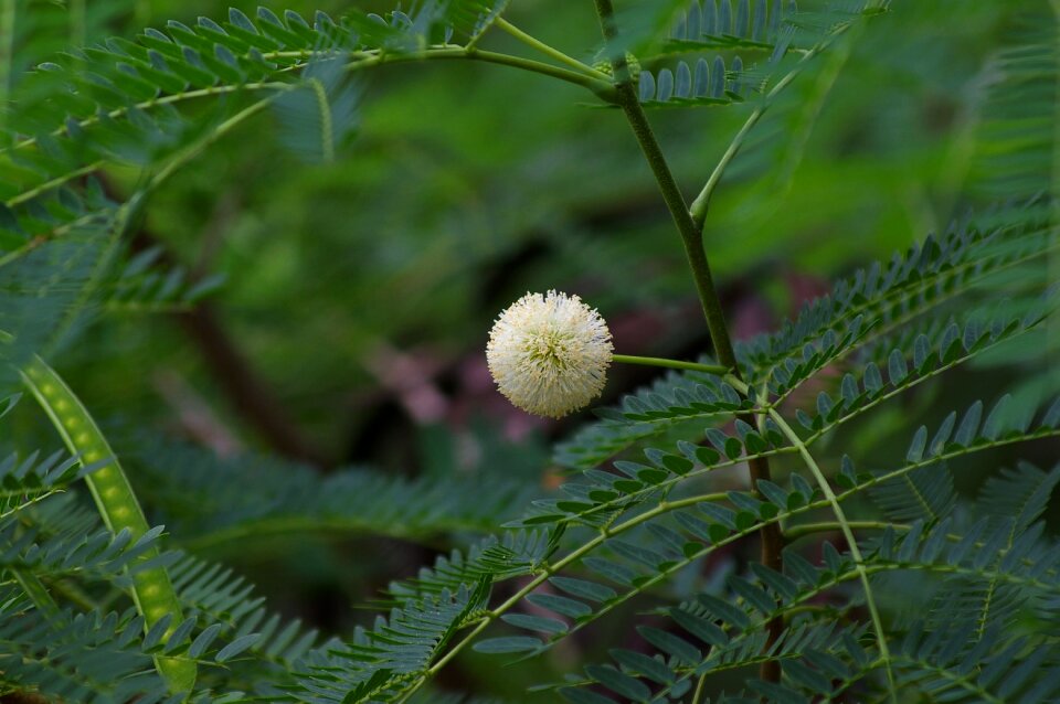 Leaf background spring photo