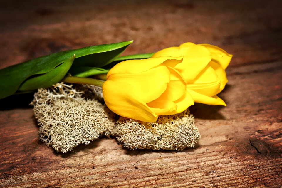 Flowers yellow yellow flower