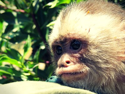 Macaco animal breeding