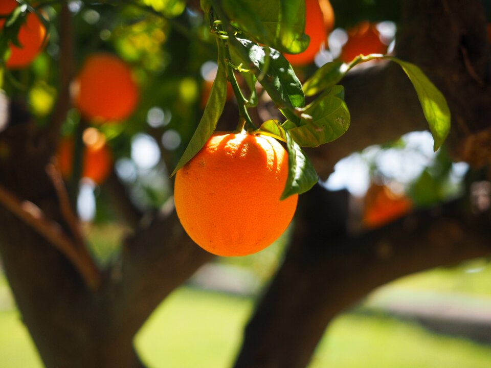 Orange tree trunk fruit orange tree