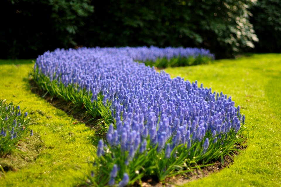 Keukenhof Holland Creative Commons by gnuckx