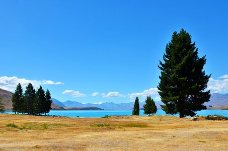 Lakefront tree new zealand