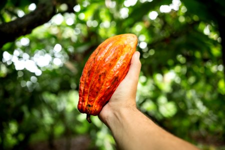 MARCIOFILHO FAZENDASDECACAU ILHEUS BAHIA