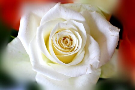 Rose bloom close up flower
