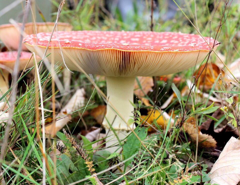 Red with white dots autumn agaric