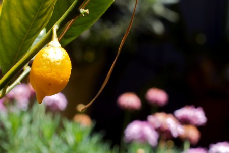 Lemon Prototype