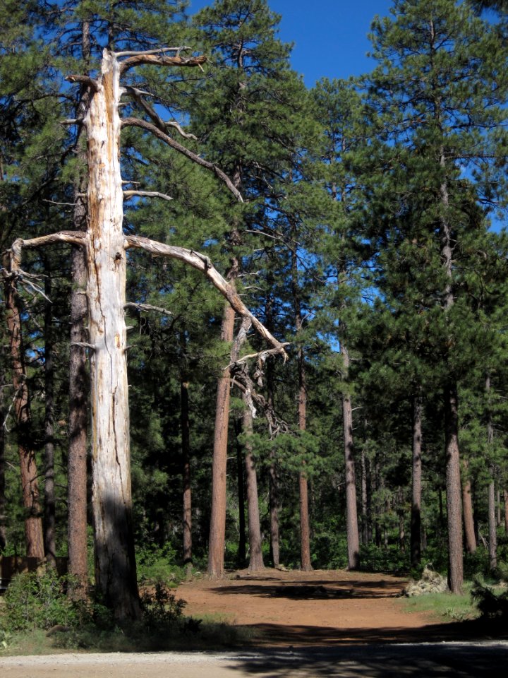 Inspiration for an Ent