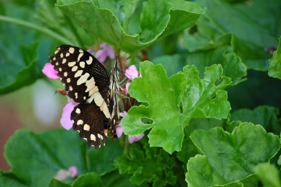 Insect floral decorative