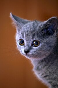 British blue cat pet british shorthair photo